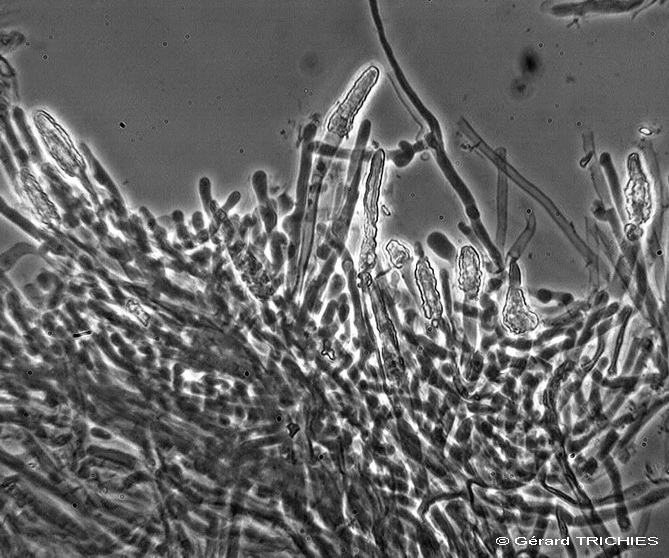 Ceppo - Crosta da determinare foto 1683 (Phlebia nothofagi)